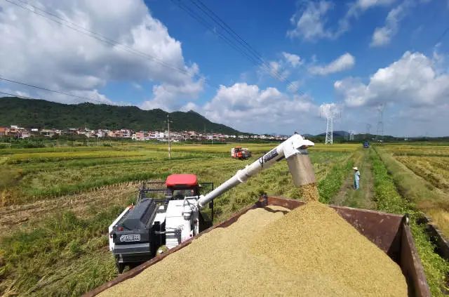 广东省粮食局，保障粮食安全，助力经济发展