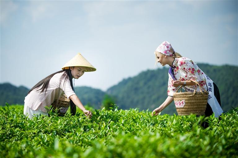 广东沐茶科技有限公司，科技与茶文化的完美融合