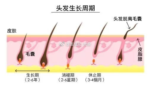 头发四个月能长多长？揭秘头发生长速度与时间的关系